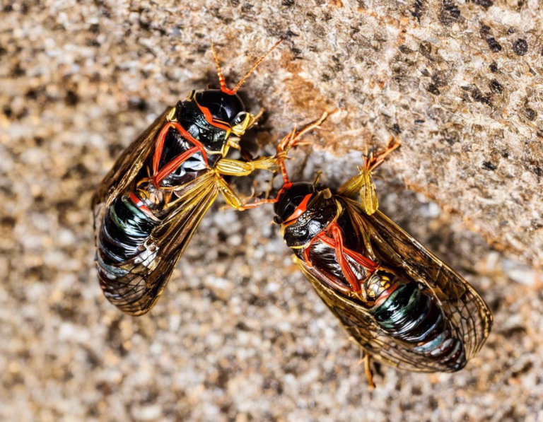 Double Cicada Brood 2024 Guide: Everything You Need to Know About the Buzz