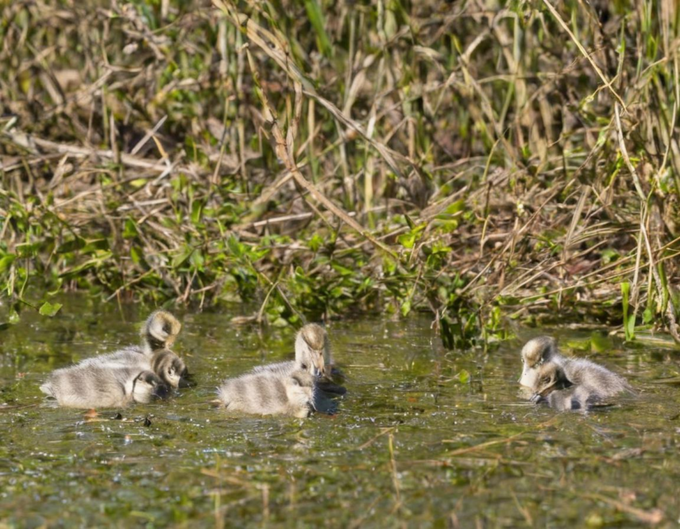 The Impact of the Double Brood on the Environment