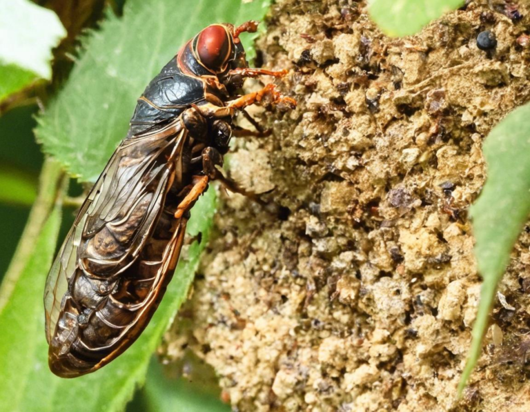 Understanding Cicada Broods and Their Life Cycle